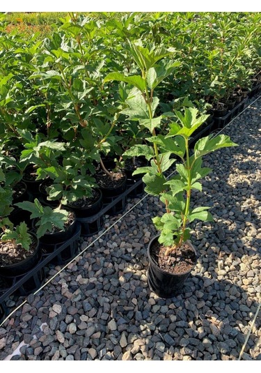 Göz Alıcı Beyaz Çiçekler: Çınar Kartopu Fidanı