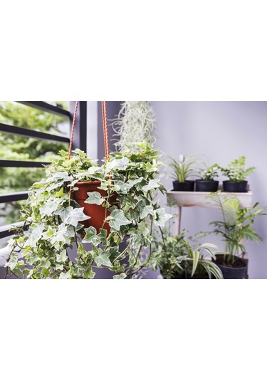 Mini Hedera Alacalı Salon Sarmaşığı- Hedera Helix Variegata Askılı Saksıda 3 Adet