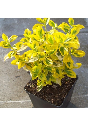 Fidaan Peyzaj - Gold Taflan (2 Yaş / 3'lü Dikim/ Euonymus japonic