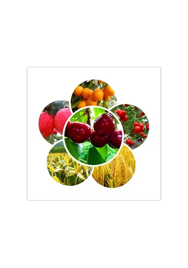 Dr. Tarsa Kök Ve Çiçek Arttırıcı Fosfor Map Gübresi 1 Kg