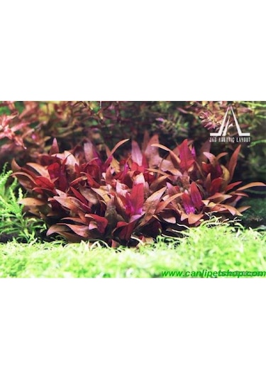 Alternanthera Reineckii 10 Adet