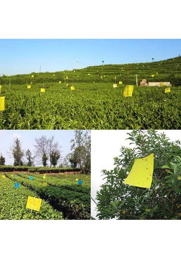 Geeroyoo Orman Bahçe Sebze Bahçesi İçin 20x25cm Sarı Çift Taraflı Tutkal Trapları - 20 Adet + Rastgele Renkli Bağlama İpi