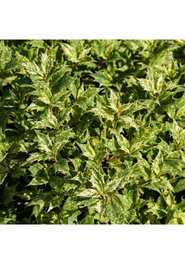 Alacalı Osmantus Ağacı Saksılı 1-2 Yaş Arası, Şifalı Ve Kokulu