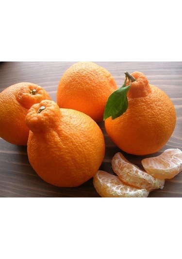 Tüplü Dekopon Mandalina Fidanı