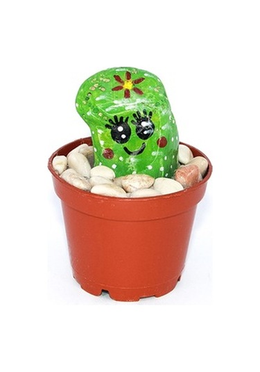 Kaktüs Biblo Dekoratif