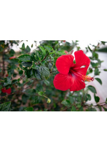 Japon Gülü Chinese Rose / Hibiscus 70 - 120 Cm Tüplü