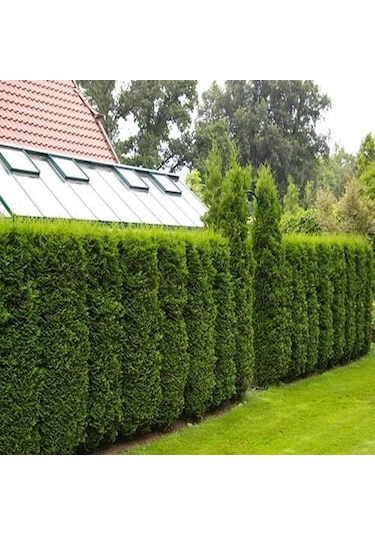 2 Adet Tüplü Çit Mazı Çamı Fidanı Yaş 2 Boy 40-60cm