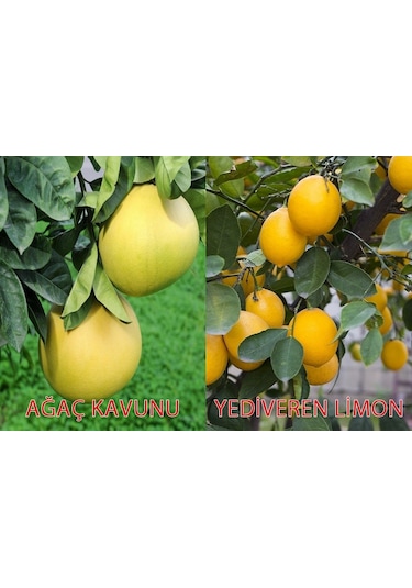 Tüplü Yediveren Limon şadok Ağaç Kavunu 1-2 Yaş 90-110cm