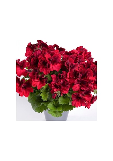 Aristo Deep Red Sardunya Canan Çiçeği Fidesi 1 Adet