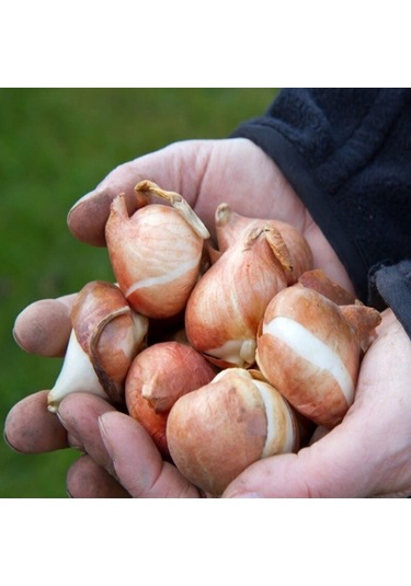 İthal Özel Pink İmpresion Lale Soğanı İri Kafa Özel Lale Soğanı 4 Soğan