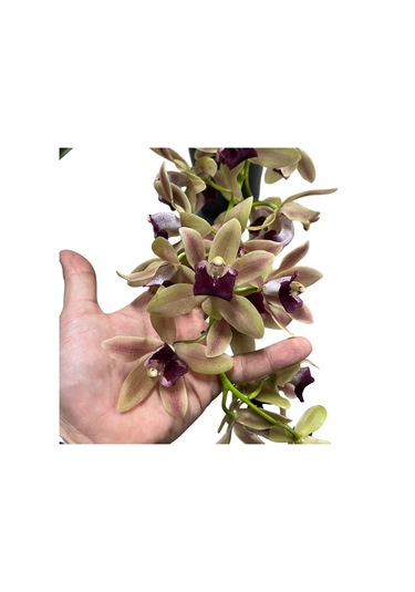 Cymbidium Cascade 'devon Splas' Simbidyum Orkide