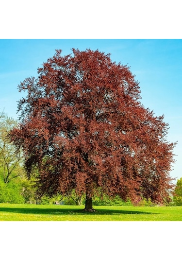 Kırmızı Kayın Fidanı 5 Adet - Fagus Sylvatica Atropurpurea