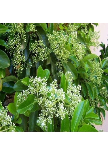 Tüplü Kartopu Viburnum Lucidum Fidanı daima Yeşil