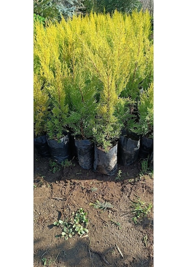 Videolu Limoni Servi Çamı 1 Adet Saksılı/ Tüplü 30-60cm Bahçe Bitkisi Cupressus