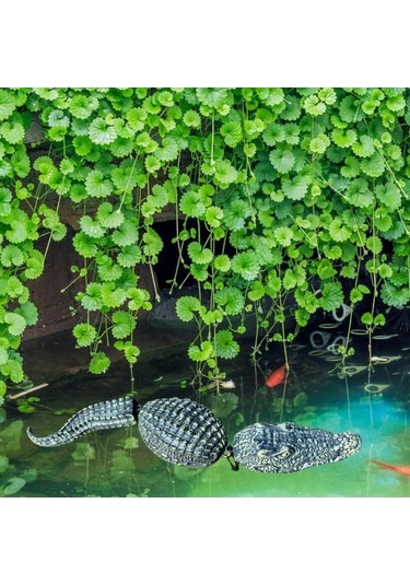 Pazly Yüzen Timsah Tuzağı Homyl Havuz Bahçe Dış Mekan Açık
