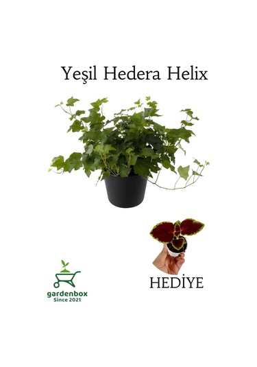 Hedera Helix Ağaç Sarmaşığı 1 Adet Saksılı 30-50cm+yeşim Para Çiçeği