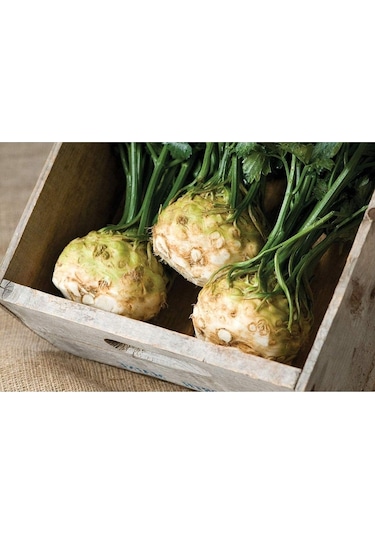 Kök Kereviz Tohumu Giant Prague Celeriac