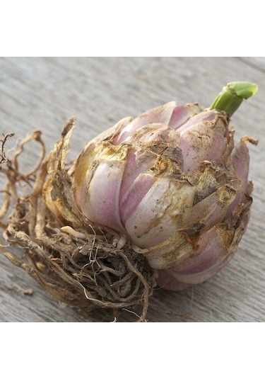 Beyaz Çiçekli Lily Oriental White Kokulu Zambak Soğanı 1 Aadet