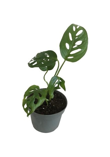 Mini Boy Monstera Monkey Mask 25 Cm