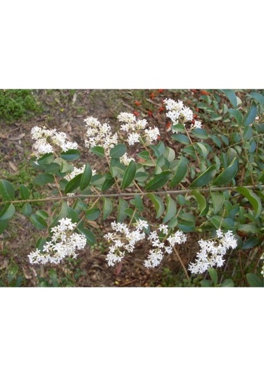 Fidan & Peyzaj - 10 Adet Ligustrum / Kurtbağrı /çit Bitkisi 1yaş
