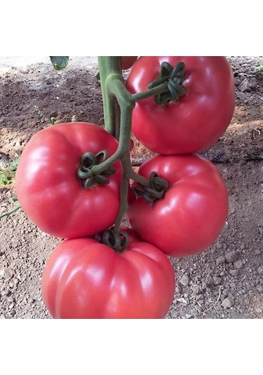 5 Adet Gülpembe Köy Domates Fidesi