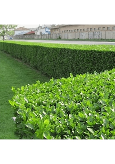 Ligustrum - Kurt Bağrı Çit Bitkisi 10 Adet