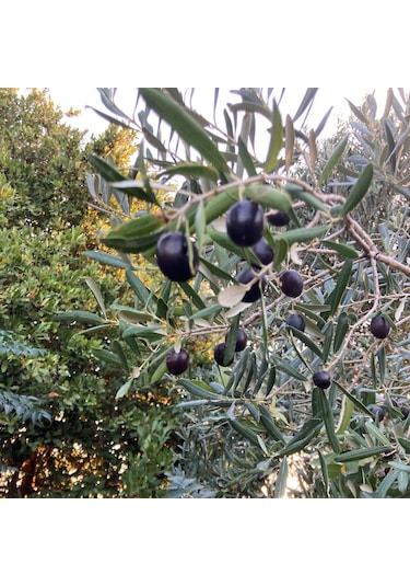 Saksıda Yarı Bodur 7-10 Kutur Gemlik Zeytin Fidanı 4-5 Yaş  50-70