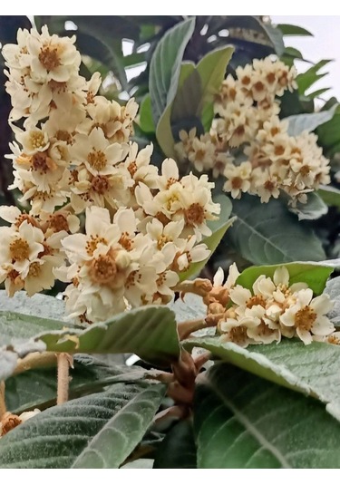 Tüplü Malta Eriği Yenidünya Fidanı