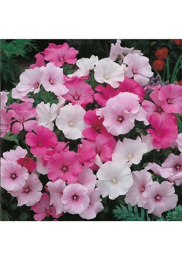 Lavatera Trimestris Regis Carmine Pamuk Çiçeği Tohumu 50 Tohum