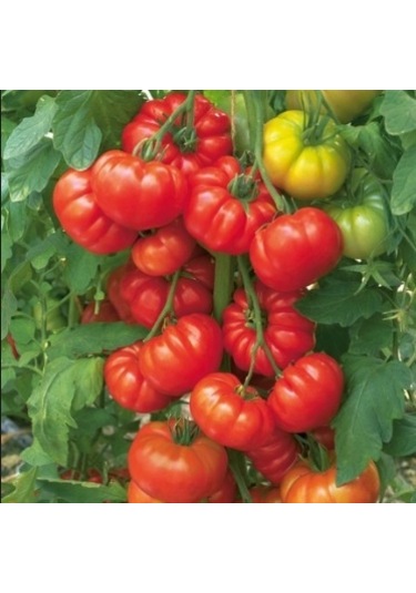 Köy Domates Tohumu 100+ Tohum N118084