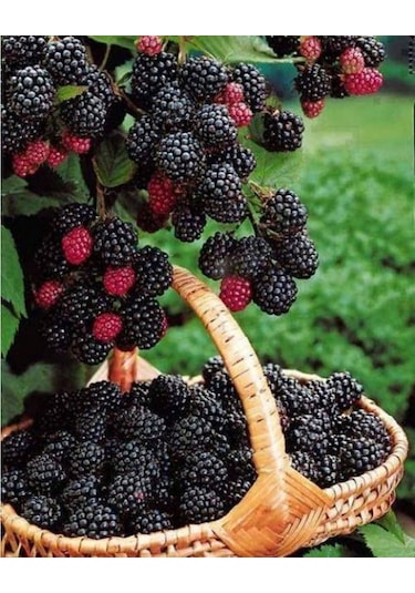 2 Lü Meyve Fidanı Paketi Böğürtlen, Yaban Mersini 20-40 Cm