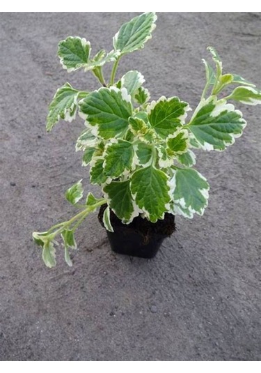 Kokulu Benjamin Çiçeği Mini Boy 1 Adet Saksılı 10-20 Cm