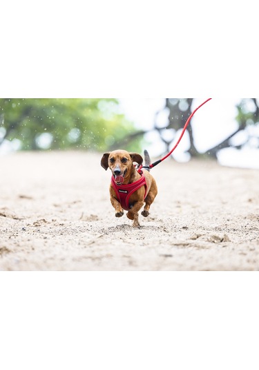 Beeztees Köpek Göğüs Tasması, Neopren, Kırmızı, Xs, 30-35cm Çok Renkli