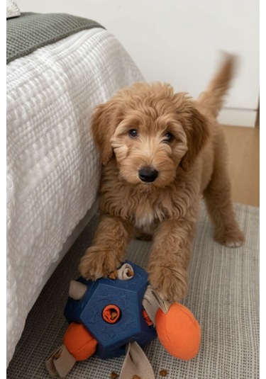 Köpek Aktivite Topu Mama Saklama Ve Çiğneme Oyuncağı