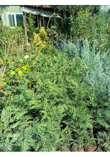 Leylandi Fidanı 40-60 Cm 5 Adet