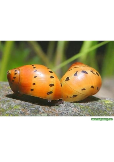 Benekli Nerite Salyangoz 1 Adet