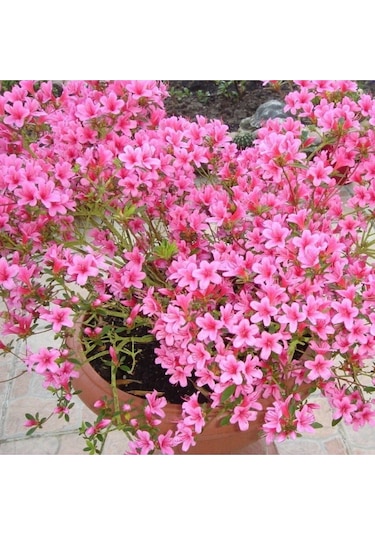 Pembe Bahar Yıldızı Çiçeği Tohum 200 Tohum