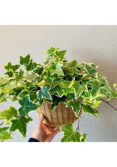 Mini Hedera Alacalı Salon Sarmaşığı- Hedera Helix Variegata Askılı Saksıda 3 Adet