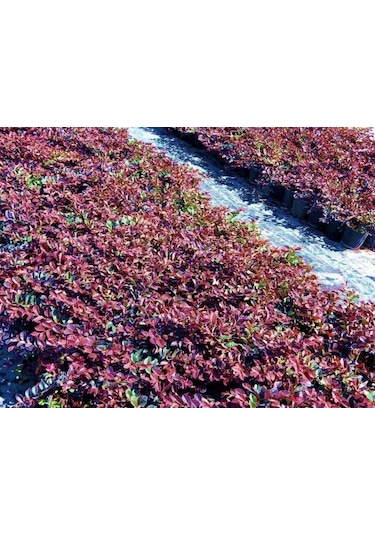 Loropetalum 3 Adet