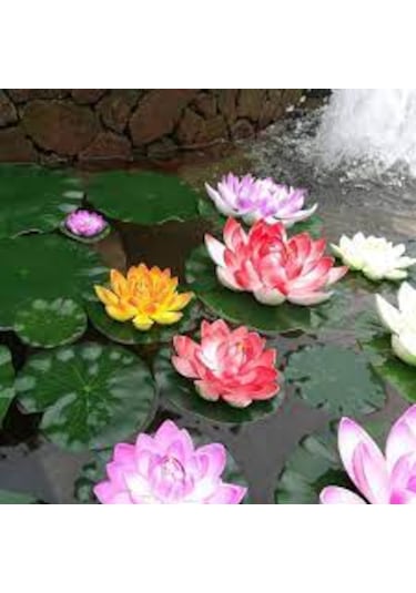 5 Adet Tohum Nadir Karışık Renkli Lotus Su Çiçeği Tohumu Organik