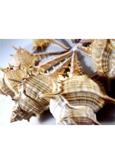 %100 NATUREL DOĞAL GERÇEK DENİZ KABUĞU 500 Gram -MMM4765