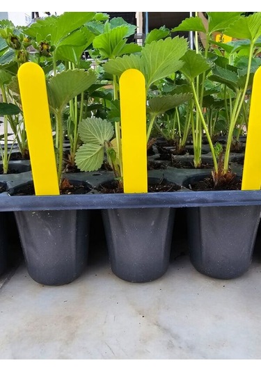 Bitki Etiketi 1,5 12,5cm Sarı 100 Adet Ve Mavi Asetatlı Kalem Ta