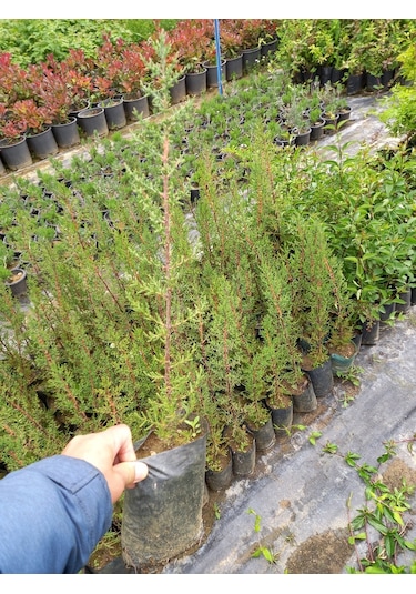 5 Adet Kara Servi (Mezarlık Servisi) Siyah Torbada 50-60 Cm.