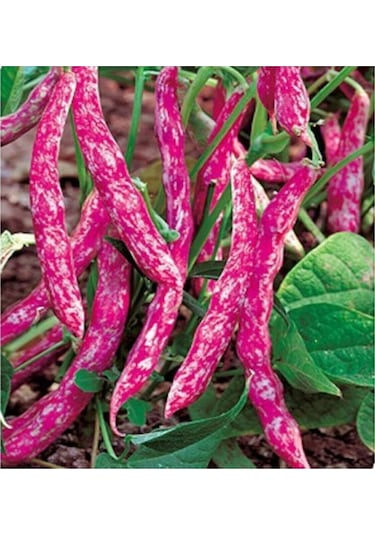 Paket 500 Tohum Oturak Barbunya Fasulye Tohumu