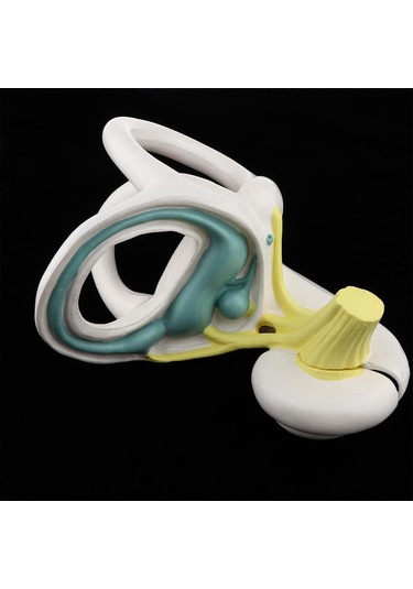 Suntek Büyütülmüş İnsan Kulağı Labirent Anatomik Yapı