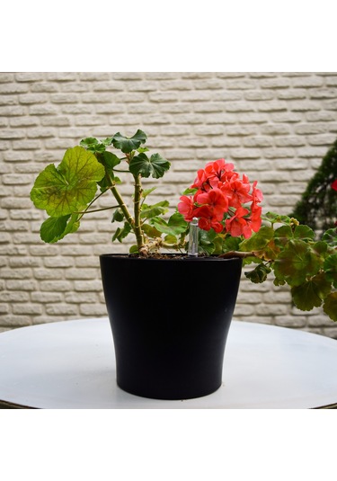 Biorfe Akıllı Saksı, Kendi Kendini Sulayan 4 Adet Saksı