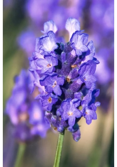 Lavanta Tohumu Lavendula Offinalis