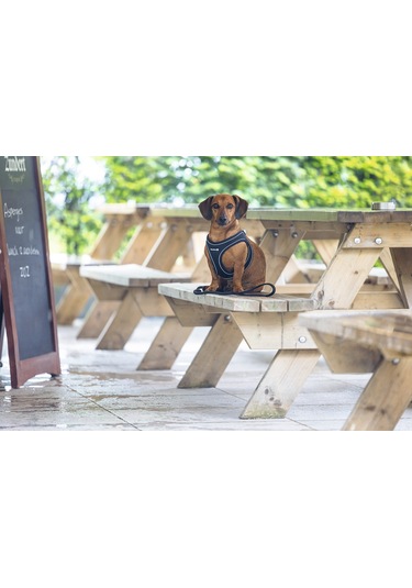 Beeztees Köpek Göğüs Tasması, Neopren, Siyah, S, 38-44cm Çok Renkli