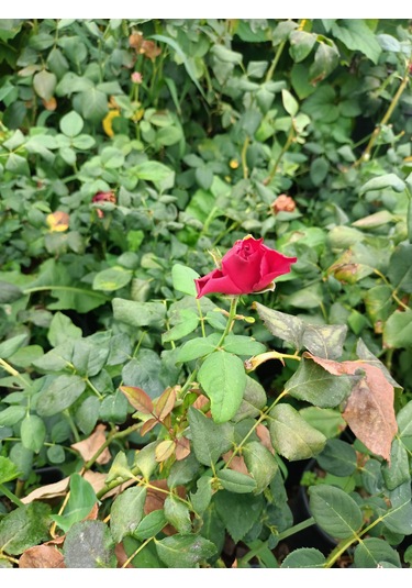 Yediveren Gül Fidanı 30-70 Cm