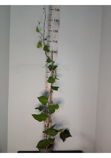 Duvar Sarmaşığı Hedera Helix 80-100 Cm